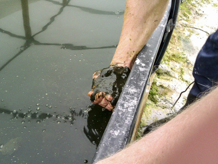 Mångsidiga. Alger, levande vattenorganismer som använder klorofyll från fotosyntesen, kan utvinna energi ur ljus. De står även för omkring 80 procent av den globala syreproduktionen. Här en testodling i Borås, driven av SP Sveriges Tekniska Forskningsinstitut.