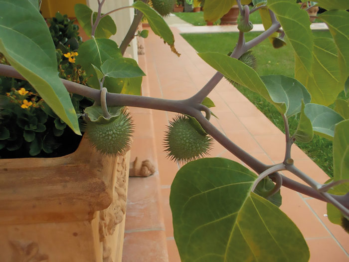 Rabatt med robotplantor. Ny forskning visar att växter har en mer avancerad perceptionsförmåga än man hittills kunnat bevisa. Vid International Laboratory of Plant Neuroiology i Italien konstrueras en plantoid som tar kunskapen djupare.