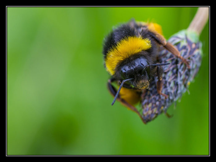 Noggrann typ. Humlor som fattar snabba beslut gör ett slarvigt pollineringsjobb, visar forskning i Storbritannien.
