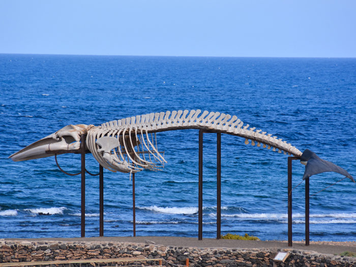 Strandsatt. Går det för bankerna som för den här strandsatta valen: dör de under sin egen tyngd och sparas på museum? Foto:Mostphotos