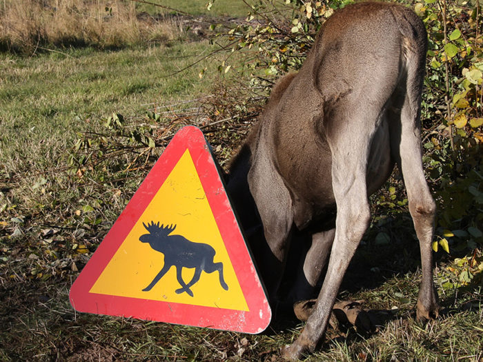 Dyrgrip. År 2002, då den finländska älgstammen var dubbelt så stor som i dag, inträffade 3 000 älgkrockar vilket kostade samhället 60 miljoner euro. Foto: Mostphotos