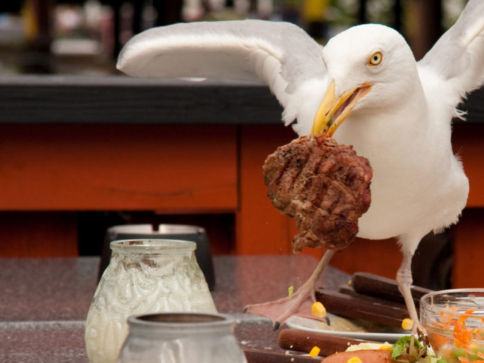 Disciplin skapar succé. Barn som klarar att vänta och skjuta upp belöning får sannolikt ett bättre liv. Förmågan till självkontroll går att träna upp. Foto: Flickr/Kenneth Sørensen