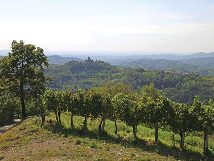 Lummiga dalar. Vinområdet Goriška brda ligger vid italienska gränsen i västra Slovenien.