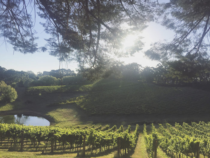 Ekologiskt. Naturviner produceras i samverkan med naturen, från vingård till flaska – odlingarna är i regel ekologiska eller biodynamiska.