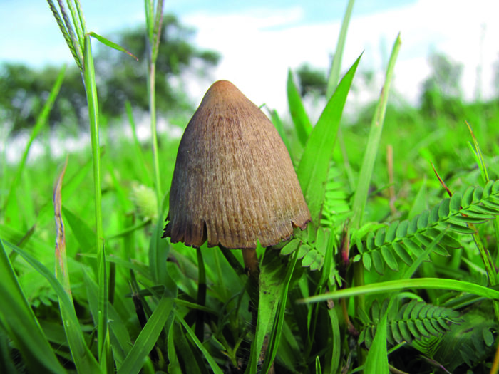 Magisk svamp. Psilocybin extraherades först från svampen Psilocybe mexicana av mayaindianerna. Med ”svampstenar” malde de sakramenten, men de flesta verktygen förstördes av katolska missionärer. Foto: Wikimedia