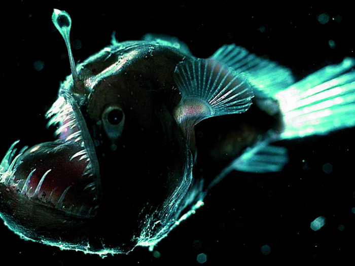 Ljushuvud. Djuphavsmarulk med sitt karaktäristiska ”metspö” förekommer i alla världshav på djup större än 300 meter. Foto: Monterey Bay Aquarium