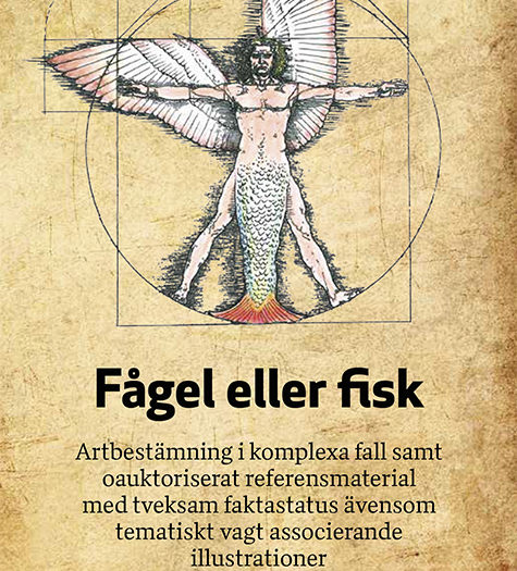 Bosse Österberg Fågel eller fisk