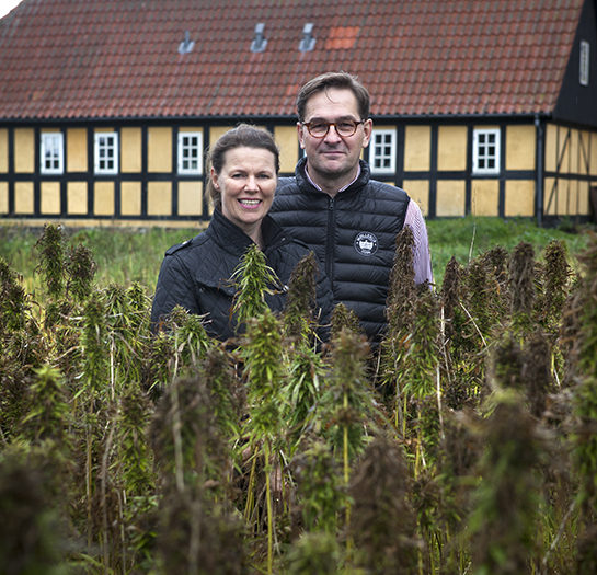 70 hektar hampa. 2014 började godset producera matvaror av hampafrön. Stig och Anne Sophie Gamborg hoppas på en livsmedelsexport till Sverige inom en snar framtid.