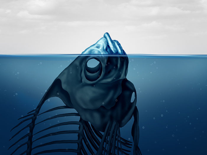 Plan H2O. Hur reagerar fiskbestånden då haven blir varmare till följd av klimatförändringen? Bild: Mostphotos