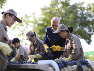 Ute på de kinesiska vinfälten. Österrikiske Lenz Moser V lär kinesiska vingårdsarbetare sortera druvor.