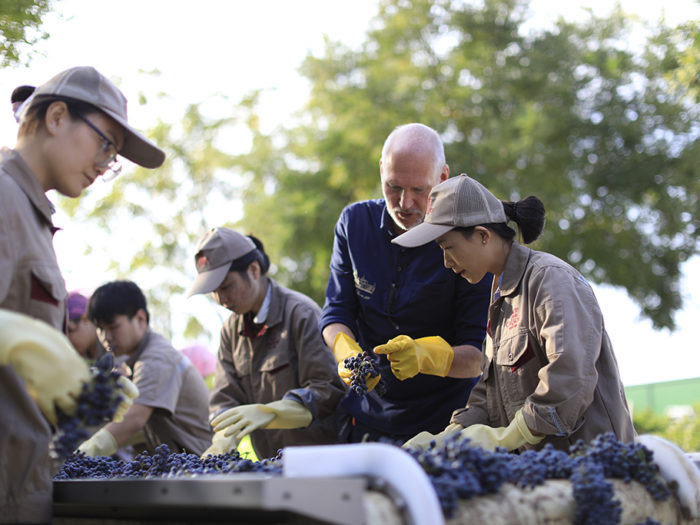 Ute på de kinesiska vinfälten. Österrikiske Lenz Moser V lär kinesiska vingårdsarbetare sortera druvor.