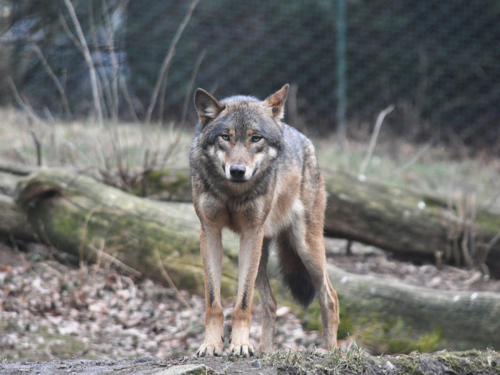 Favorithatobjekt. Vargen toppar rankingen för många hatlistor i Svenskfinland, möjligen då efter skarven. Arten utrotades nästan, men skyddades 1973 då endast några individer återstod – huvudsakligen nära östgränsen.