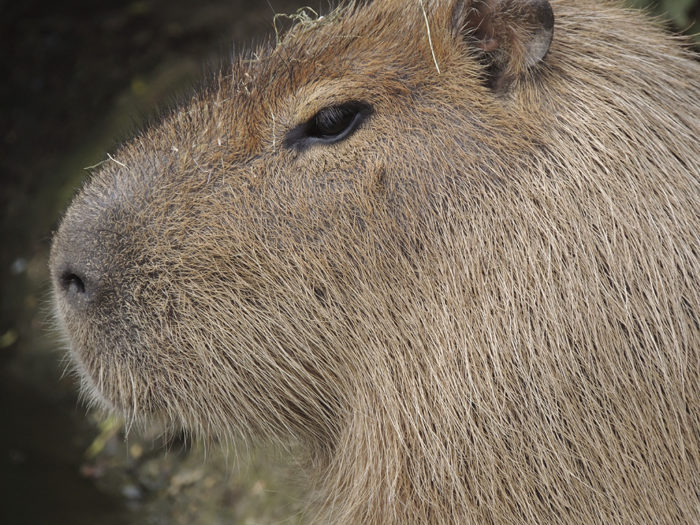 Bajs i kubik. Ett av årets Ig Nobel-pris går till forskarna som lyckats ta reda på varför arten vombat har kubformat bajs.  Bild: Mostphotos