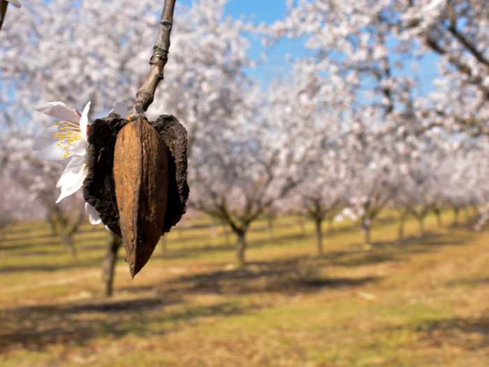 Törstig mandel. Odlingen av en enda mandel kräver fyra liter vatten. Bild: Adobe stock