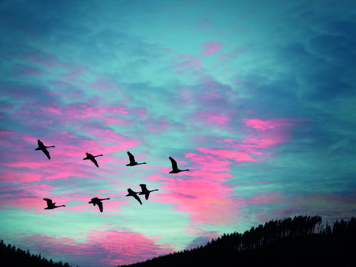 Flyttfåglar i V–formation.