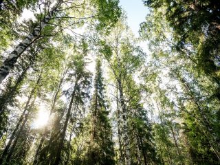 41322369-tree-in-forest-in-norway-scandinavia-north-europe